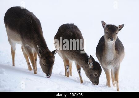 daino Foto Stock