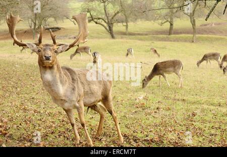 daino Foto Stock