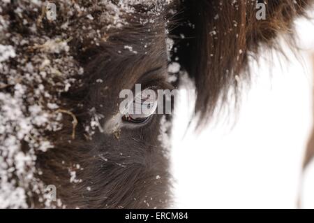 Il bisonte europeo eye Foto Stock