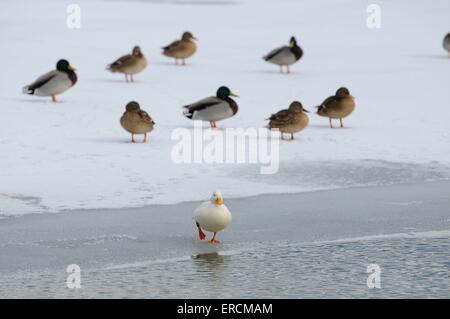 Anatre Foto Stock