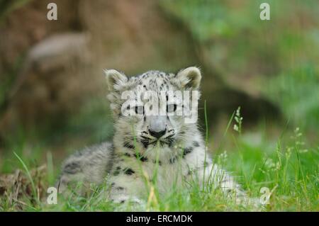 I giovani di snow leopard Foto Stock