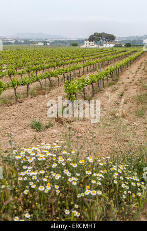 Vilafranca del Penedes,Catalogna,Spagna. Foto Stock