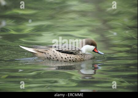 Bahama codone Foto Stock