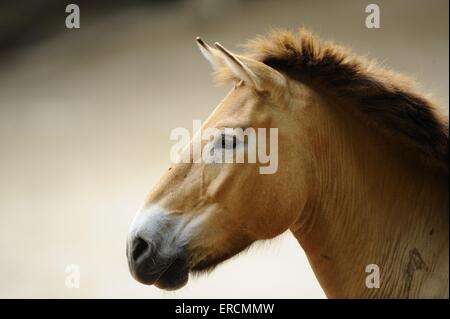 Cavallo di Przewalski Foto Stock