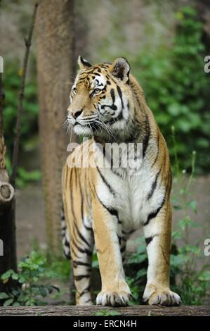 Tigre siberiana Foto Stock