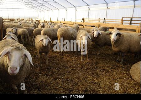 Sheeps Foto Stock