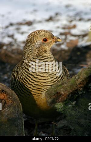 Fagiano dorato Foto Stock