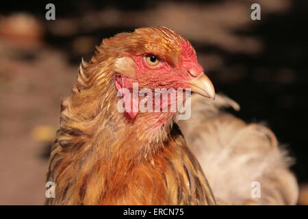 Brahma partridge Foto Stock