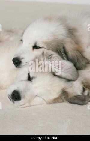 Permanente di montagna dei pirenei cucciolo di cane Foto Stock