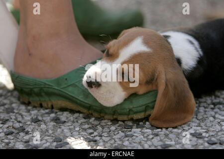 Sleeping beagle cucciolo Foto Stock