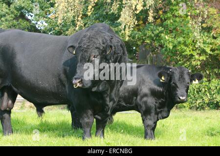 Gallese nero Foto Stock