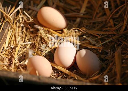 10 UOVA FECONDE Di Brahma EUR 21,00 - IT - Foto 14