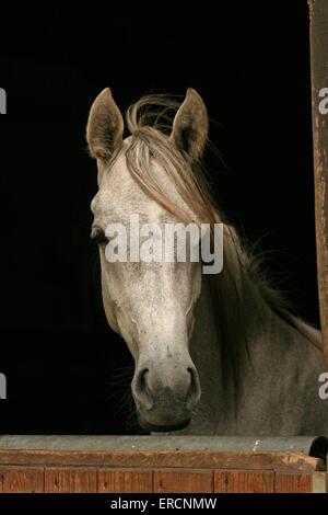 Arabian Horse in stabile Foto Stock