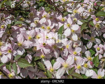 La clematide montana var rubens 'Rosa perfezione' Foto Stock