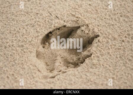 stampa della zampa Foto Stock