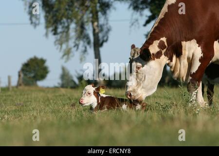 Hereford cattles Foto Stock