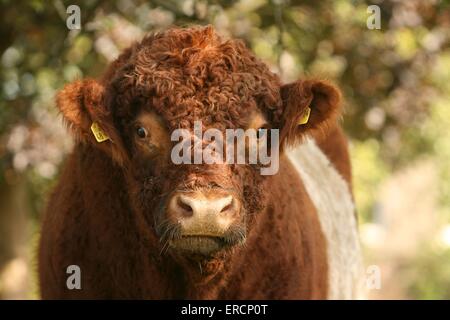 Belted Galloway ritratto Foto Stock