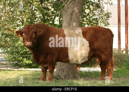 Belted Galloway bull Foto Stock