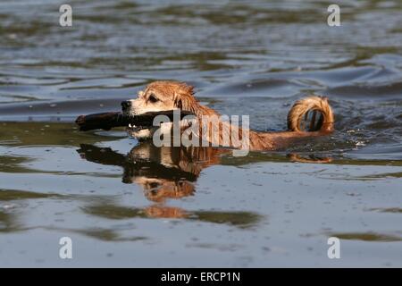 balneazione mongrel Foto Stock