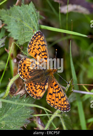 Piccola perla-delimitata Fritillary. Bentley legno, West Tytherley, Hampshire, Inghilterra. Foto Stock