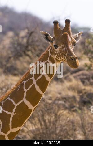 Giraffa reticolata Foto Stock