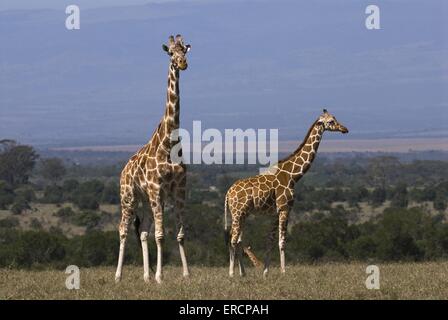 Le giraffe reticolate Foto Stock