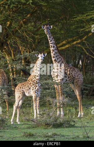 giraffe Masai Foto Stock