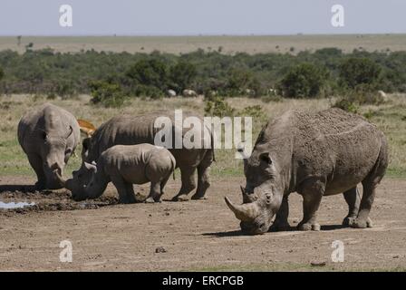 Rinoceronti Bianchi Foto Stock