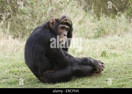 Scimpanzé comune Foto Stock