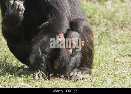 Scimpanzé comune baby Foto Stock