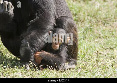 Scimpanzé comune baby Foto Stock