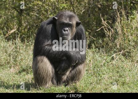 Scimpanzé comune Foto Stock