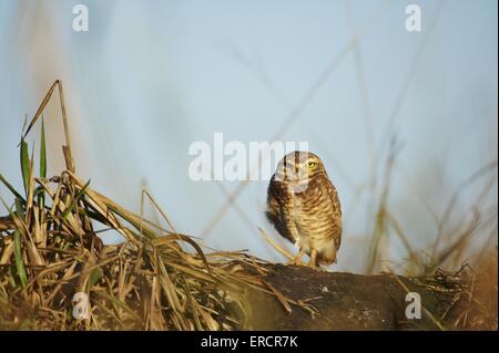 Civetta delle tane Foto Stock