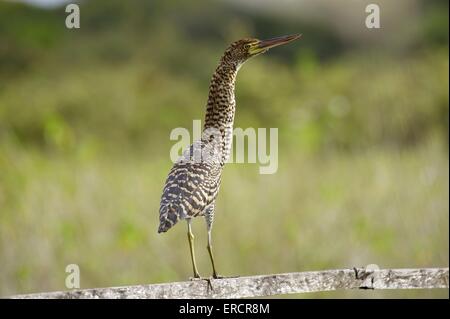 Rufescent tiger-heron Foto Stock