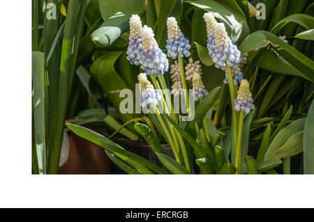 Muscari Mountain Lady' fiori Foto Stock