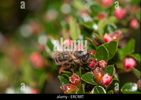 Il miele delle api lavoratore bere aspirare il nettare con la proboscide su cotoneaster fiori apis mellifera Foto Stock