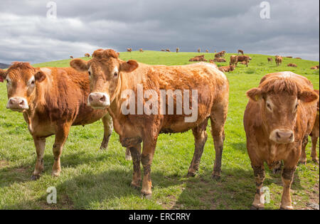 Rosso rubino Devon Bovini, Shropshire, Inghilterra, Regno Unito Foto Stock
