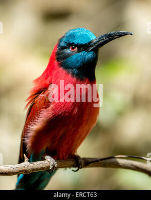 Carmine gruccione close-up Foto Stock