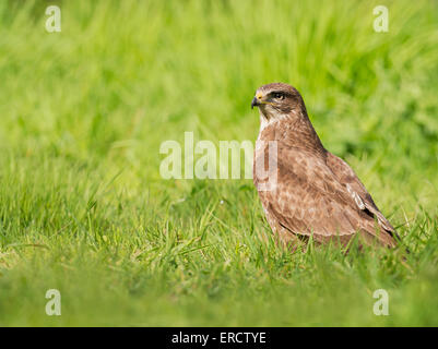 Selvatica comune poiana, Buteo buteo su terra nel sole del mattino Foto Stock