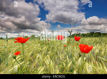 Poppies in campo di grano con bellissimo cielo nuvole Foto Stock