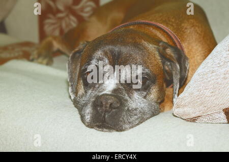 Effetto vintage immagine di una vecchia femmina di razza boxer dormire sul lettino Foto Stock