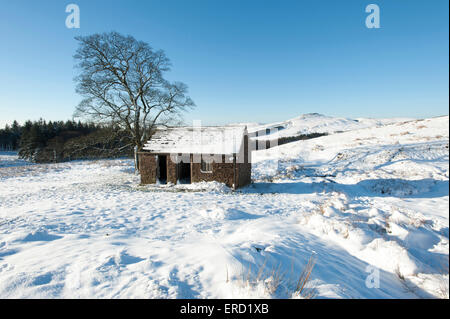 Un vecchio fienile in inverno, vicino Wildboarclough, Parco Nazionale di Peak District, Cheshire, Inghilterra Foto Stock