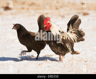 Bantam rooster e Gallina a piedi nella neve sotto il sole Foto Stock