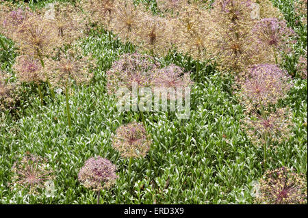 Il seme secco capi di allium fiori in un giardino in Italia Foto Stock