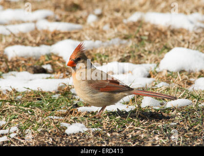 Femmina cardinale Nord cercando semi sul terreno in inverno Foto Stock