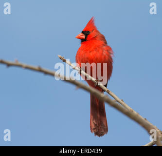 Maschio cardinale Nord paesaggio topografico da un albero alto Foto Stock