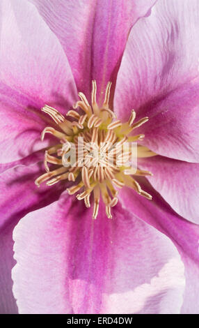 Primo piano del centro di un clematide fiore Foto Stock