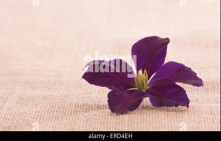 Viola la clematide fiore su tela semplice sfondo con spazio di copia Foto Stock