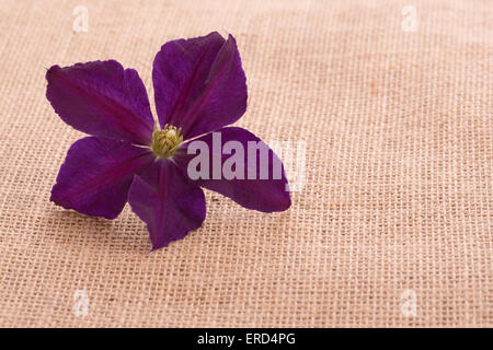 Deep Purple Clematis fiore su tela con uno sfondo con spazio di copia Foto Stock