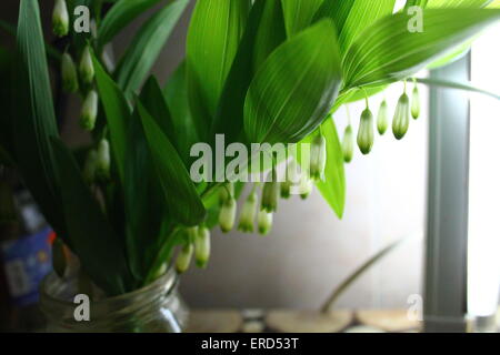 Bella bianco ovale forma fiori appendere sul verde stick con ampie foglie Foto Stock